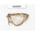 Geometridae sp. China, W of Sichuan, Ganzi, Yajiang county. 1Pcs. EA0860.