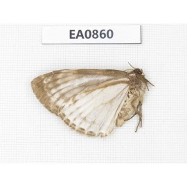 Geometridae sp. China, W of Sichuan, Ganzi, Yajiang county. 1Pcs. EA0860.