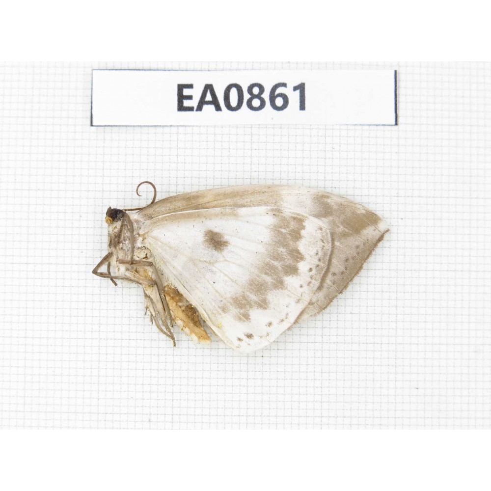 Geometridae sp. China, W of Sichuan, Ganzi, Yajiang county. 1Pcs. EA0861.