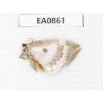 Geometridae sp. China, W of Sichuan, Ganzi, Yajiang county. 1Pcs. EA0861.