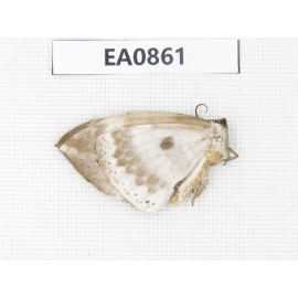 Geometridae sp. China, W of Sichuan, Ganzi, Yajiang county. 1Pcs. EA0861.