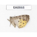 Geometridae sp. China, W of Sichuan, Ganzi, Yajiang county. 1Pcs. EA0868.