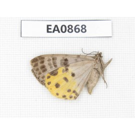 Geometridae sp. China, W of Sichuan, Ganzi, Yajiang county. 1Pcs. EA0868.