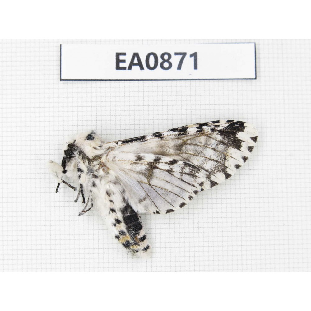 Moths sp. China,  Tibet, Linzhi, Bomi county. 1Pcs. EA0871.