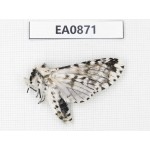 Moths sp. China,  Tibet, Linzhi, Bomi county. 1Pcs. EA0871.