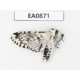 Moths sp. China,  Tibet, Linzhi, Bomi county. 1Pcs. EA0871.
