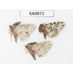 Moths sp. China,  Tibet, Linzhi, Bomi county. 3Pcs. EA0872.