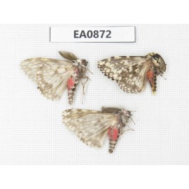 Moths sp. China,  Tibet, Linzhi, Bomi county. 3Pcs. EA0872.