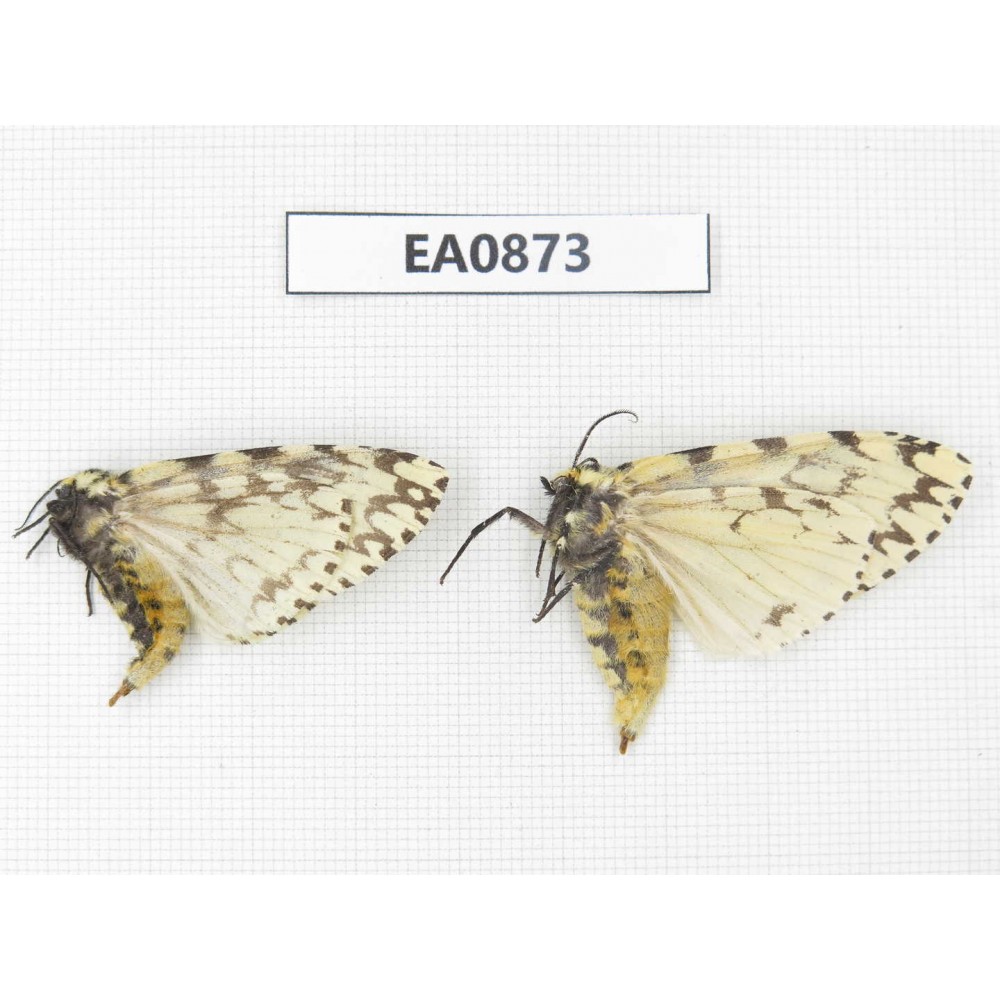 Moths sp. China,  Tibet, Linzhi, Bomi county. 2Pcs. EA0873.