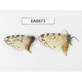 Moths sp. China,  Tibet, Linzhi, Bomi county. 2Pcs. EA0873.