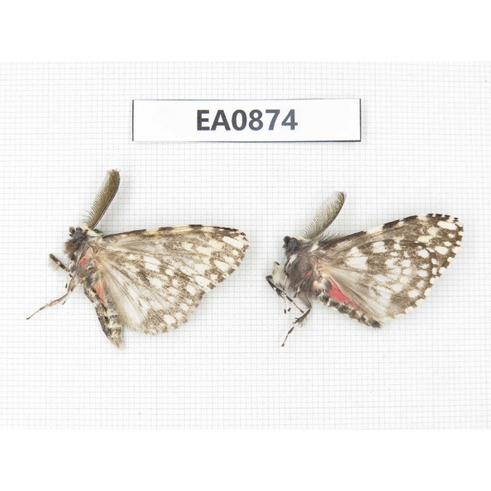 Moths sp. China,  Tibet, Linzhi, Bomi county. 2Pcs. EA0874.