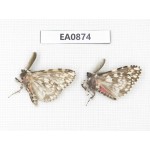 Moths sp. China,  Tibet, Linzhi, Bomi county. 2Pcs. EA0874.