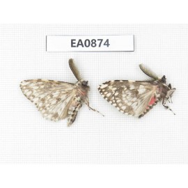 Moths sp. China,  Tibet, Linzhi, Bomi county. 2Pcs. EA0874.