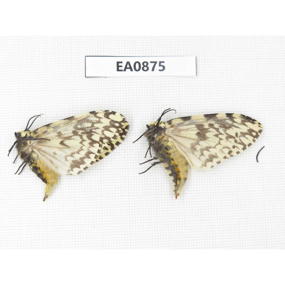 Moths sp. China,  Tibet, Linzhi, Bomi county. 2Pcs. EA0875.