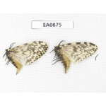 Moths sp. China,  Tibet, Linzhi, Bomi county. 2Pcs. EA0875.