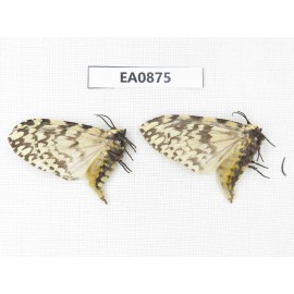 Moths sp. China,  Tibet, Linzhi, Bomi county. 2Pcs. EA0875.