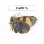 Moths sp. China,  Tibet, Linzhi, Bomi county. 1Pcs. EA0876.