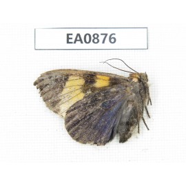 Moths sp. China,  Tibet, Linzhi, Bomi county. 1Pcs. EA0876.