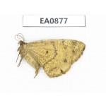 Moths sp. China,  Tibet, Linzhi, Bomi county. 1Pcs. EA0877.