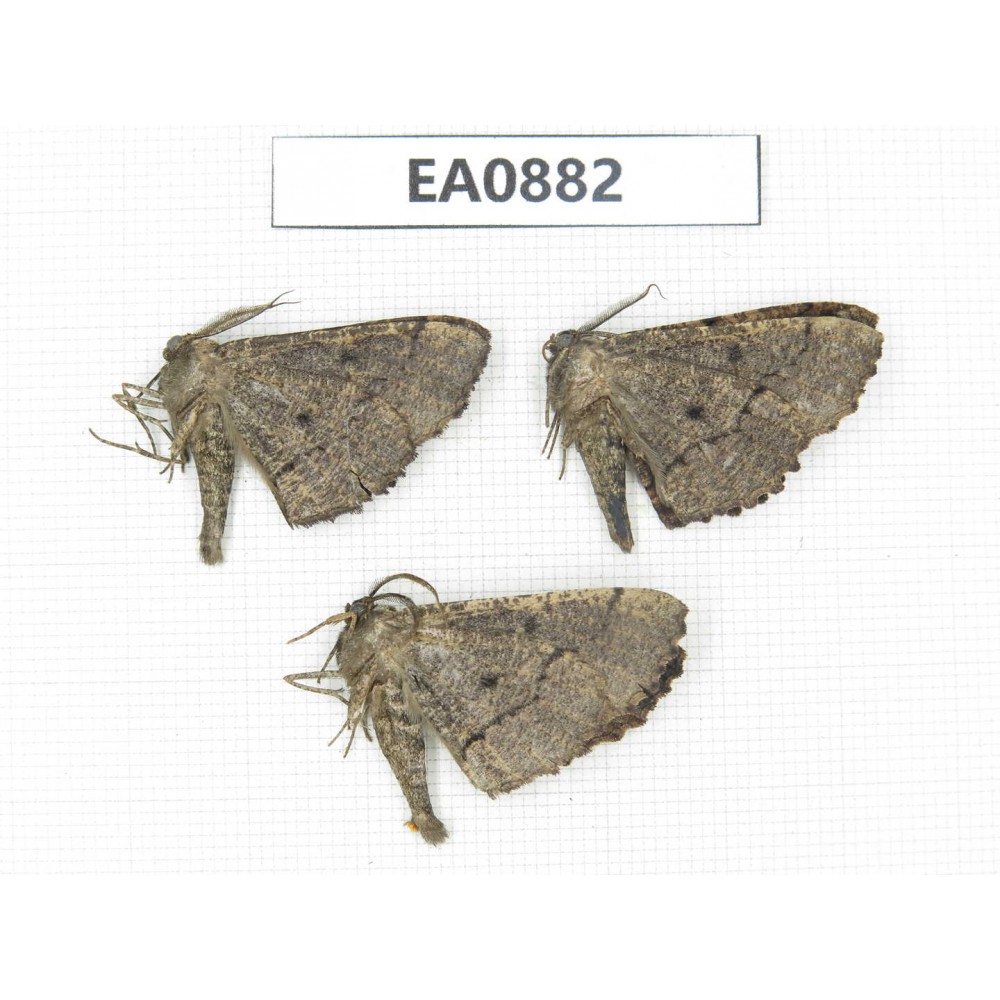 Moths sp. China,  Tibet, Linzhi, Bomi county. 3Pcs. EA0882.