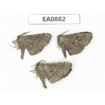 Moths sp. China,  Tibet, Linzhi, Bomi county. 3Pcs. EA0882.