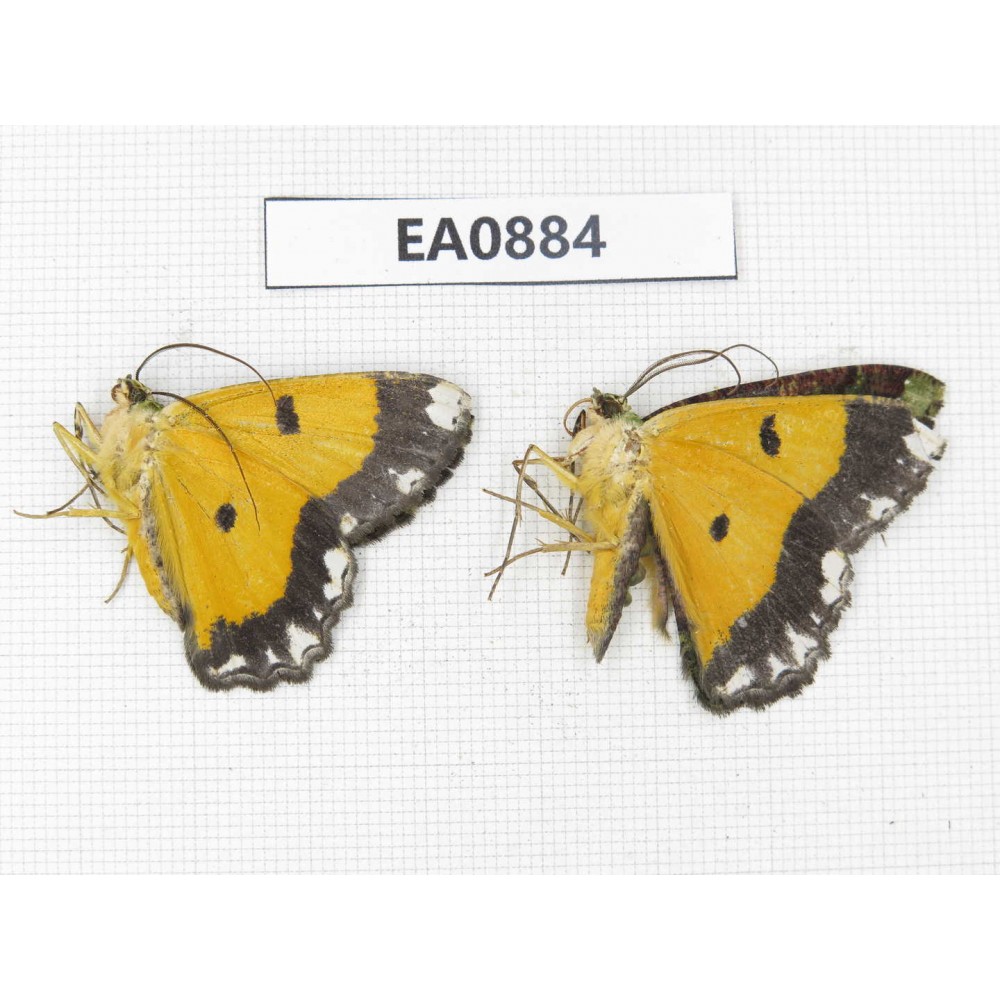 Geometridae sp. China,  Tibet, Linzhi, Bomi county.2Pcs. EA0884.
