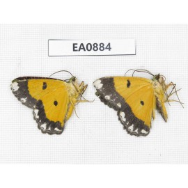 Geometridae sp. China,  Tibet, Linzhi, Bomi county.2Pcs. EA0884.