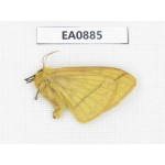 Moths sp. China,  Tibet, Linzhi, Bomi county. 1Pcs. EA0885.
