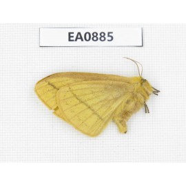 Moths sp. China,  Tibet, Linzhi, Bomi county. 1Pcs. EA0885.
