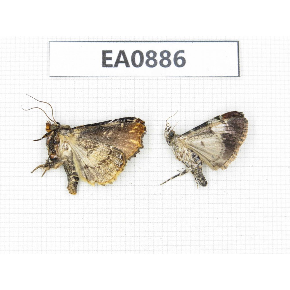 Moths sp. China,  Tibet, Linzhi, Bomi county. 2Pcs. EA0886.