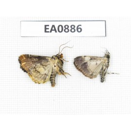 Moths sp. China,  Tibet, Linzhi, Bomi county. 2Pcs. EA0886.
