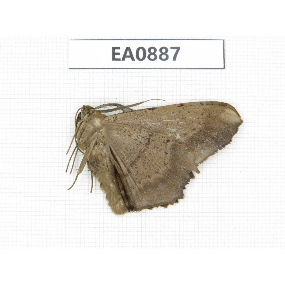Geometridae sp. China,  Tibet, Linzhi, Bomi county.1Pcs. EA0887.