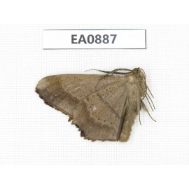 Geometridae sp. China,  Tibet, Linzhi, Bomi county.1Pcs. EA0887.