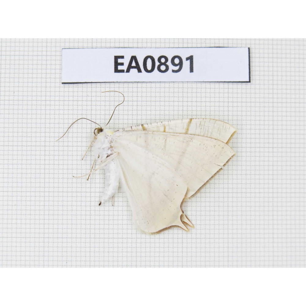 Geometridae sp. China,  Tibet, Linzhi, Bomi county.1Pcs. EA0891.