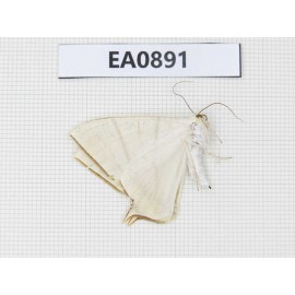 Geometridae sp. China,  Tibet, Linzhi, Bomi county.1Pcs. EA0891.