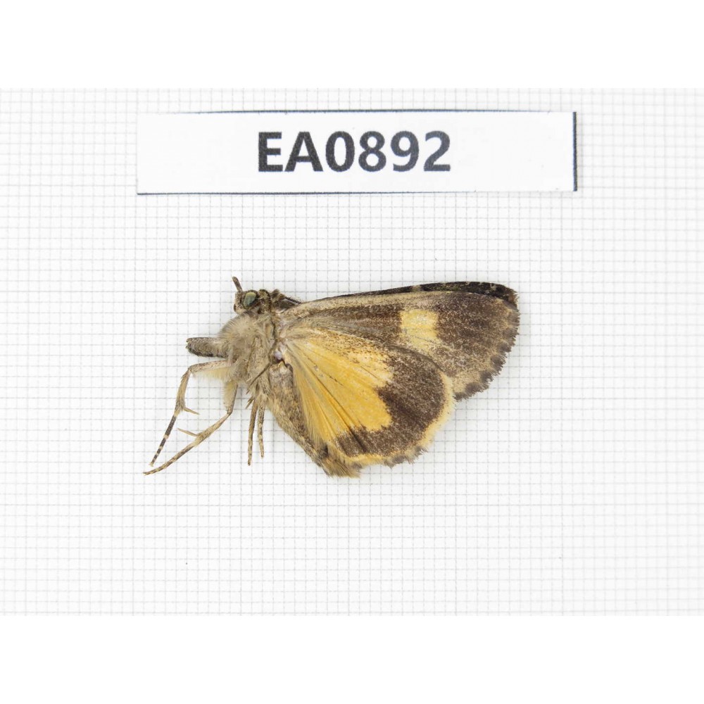 Moths sp. China,  Tibet, Linzhi, Bomi county. 1Pcs. EA0892.