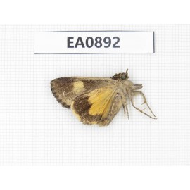 Moths sp. China,  Tibet, Linzhi, Bomi county. 1Pcs. EA0892.