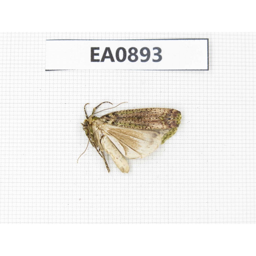 Moths sp. China,  Tibet, Linzhi, Bomi county. 1Pcs. EA0893.