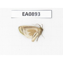 Moths sp. China,  Tibet, Linzhi, Bomi county. 1Pcs. EA0893.