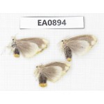 Moths sp. China,  Tibet, Linzhi, Bomi county. 3Pcs. EA0894.