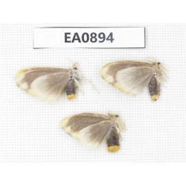 Moths sp. China,  Tibet, Linzhi, Bomi county. 3Pcs. EA0894.