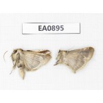 Moths sp. China,  Tibet, Linzhi, Bomi county. 2Pcs. EA0895.
