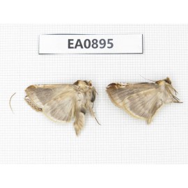 Moths sp. China,  Tibet, Linzhi, Bomi county. 2Pcs. EA0895.