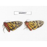 Arctiidae sp. China, Tibet, Linzhi, Bomi county.2Pcs. EA0897.