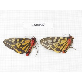 Arctiidae sp. China, Tibet, Linzhi, Bomi county.2Pcs. EA0897.