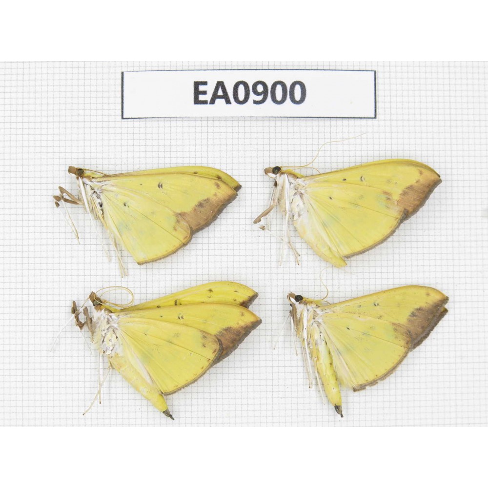 Moths sp. China,  Tibet, Linzhi, Bomi county. 4Pcs. EA0900.