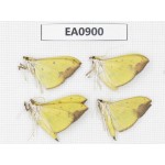 Moths sp. China,  Tibet, Linzhi, Bomi county. 4Pcs. EA0900.
