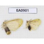 Moths sp. China,  Tibet, Linzhi, Bomi county. 2Pcs. EA0901.