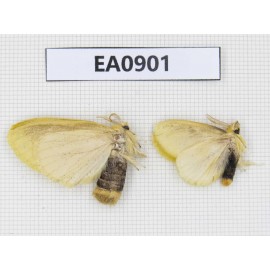 Moths sp. China,  Tibet, Linzhi, Bomi county. 2Pcs. EA0901.