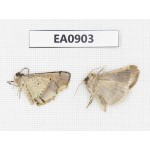 Moths sp. China,  Tibet, Linzhi, Bomi county. 2Pcs. EA0903.